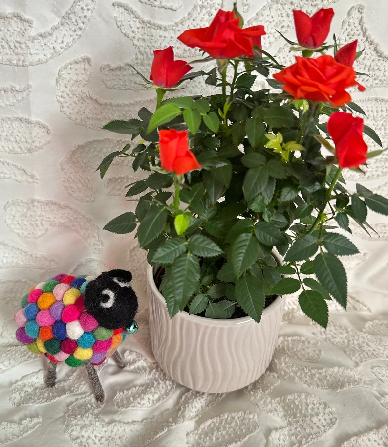Multi Color Sheep